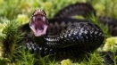 Каква е опасността от vipers: симптоми, първа помощ и лечение